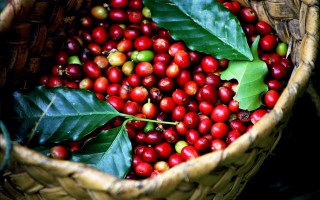 Giá cà phê hôm nay 16/10: Tiếp tục tăng 200 - 300 đồng/kg tại nhiều vùng trọng điểm
